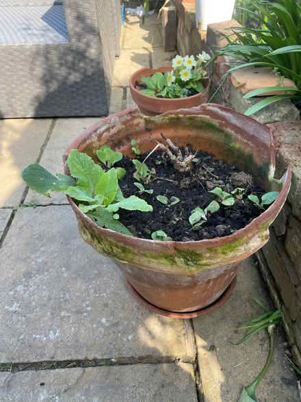 Photo of Any Terracotta plant pots or saucer (Welling DA16) #1