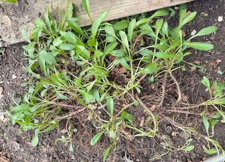 Photo of free Large clump of Ox Eye Daisy (East Marden) #1