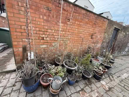 Photo of free Plants, bamboo screen, wood planter (New Brighton CH45) #1
