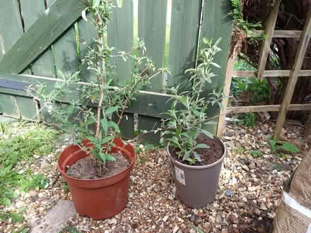 Photo of free Buddleia plants (Woodley RG5) #1