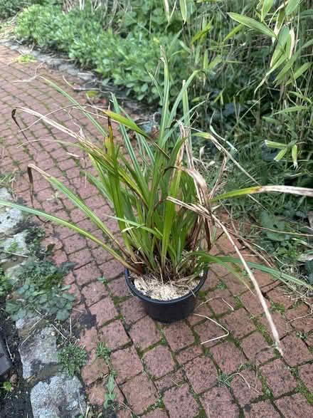 Photo of free Sedge & Hawthorn plants; cladding (Southend-On-Sea, SS2) #1