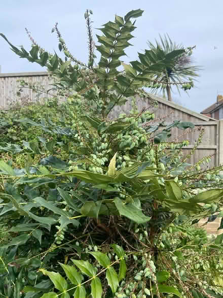 Photo of free Garden plant (Reading RG30) #3