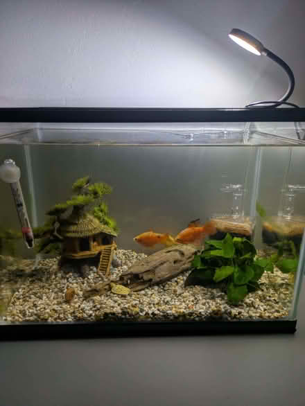 Photo of free Fish tank, complete with fish etc (Hassocks BN6) #1