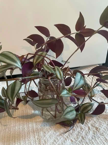 Photo of free Rooting indoor plants (Hampton Vale, Peterborough) #2