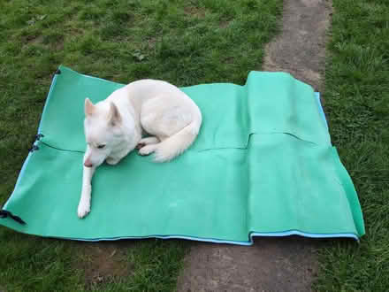Photo of free Camping mats (West park LS16) #3