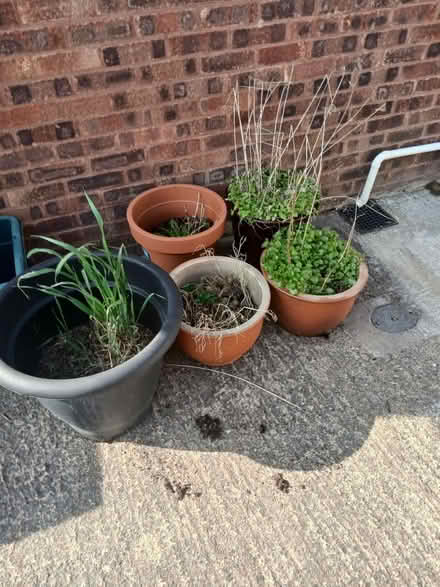 Photo of free Plant pots (Tuffley GL4) #1