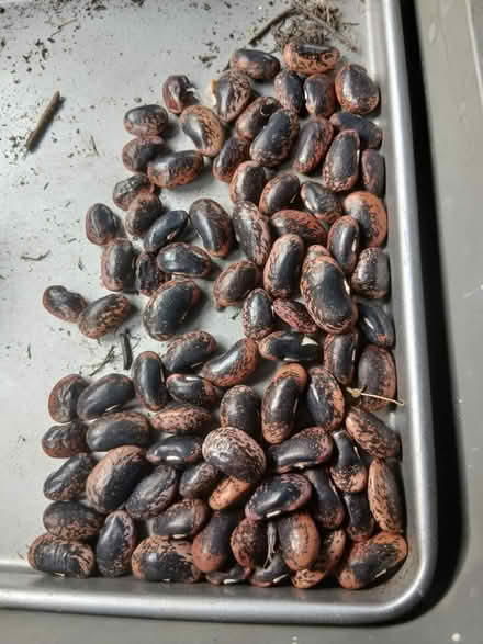 Photo of free Chives and runner bean seeds (Evercreech BA4) #2