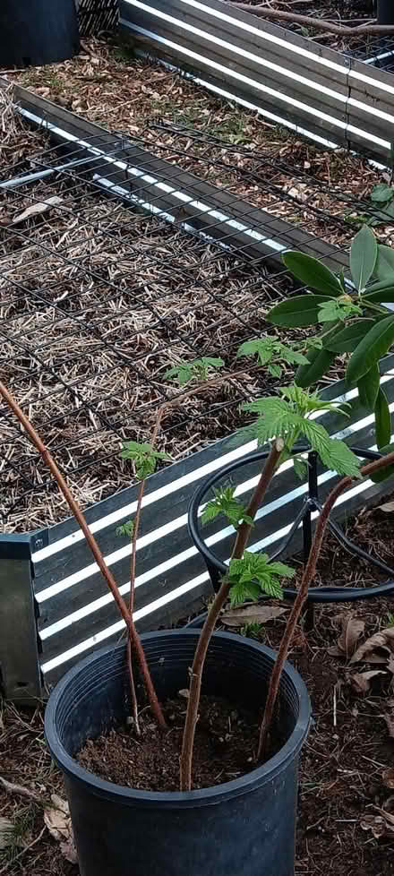 Photo of free Pot of red raspberries (Maple Leaf) #1