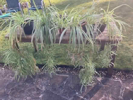 Photo of free Spider plants (Headington OX3) #1