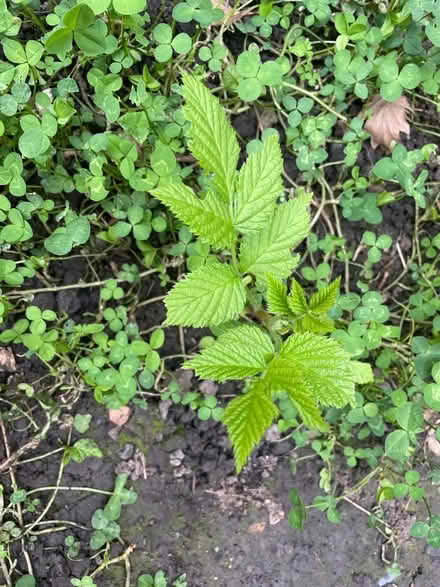 Photo of free Baby raspberry plants (Horsforth LS18) #1