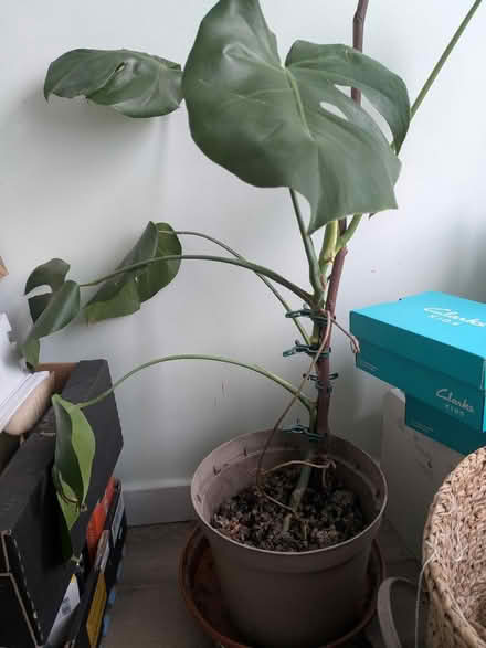 Photo of free Baby Monstera (Church of the Cross SE2) #1