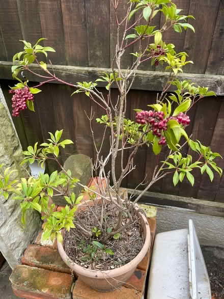 Photo of free Pieris (Bramley LS13) #1