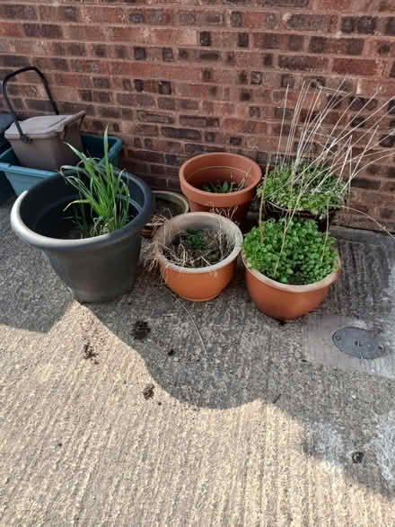 Photo of free Plant pots (Tuffley GL4) #4