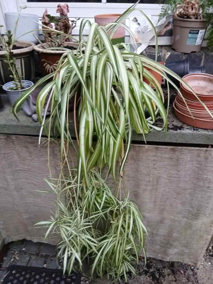 Photo of free House plants (West Malvern WR14) #1