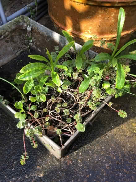 Photo of free Plants (NR2) #1