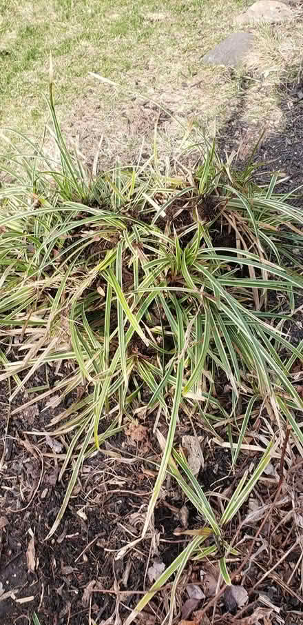 Photo of free Variegated grasses (NE Yonkers) #1