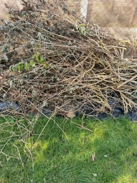 Photo of free Butterfly Bush stems with flowers gone to seed -garden plant (Emlyn Gardens W12) #1