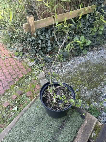 Photo of free Sedge & Hawthorn plants; cladding (Southend-On-Sea, SS2) #2
