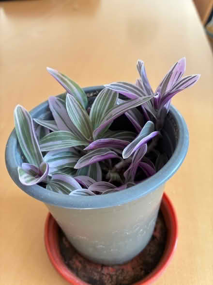 Photo of free Baby tradescantia (Kennington OX14) #1