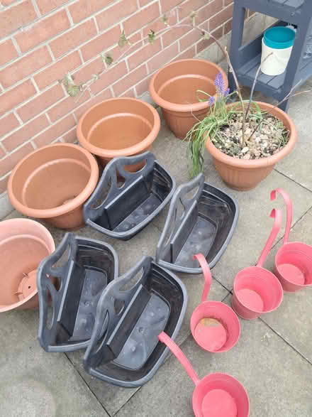 Photo of free Planters and Loganberry plant (Kimberley NG16) #3