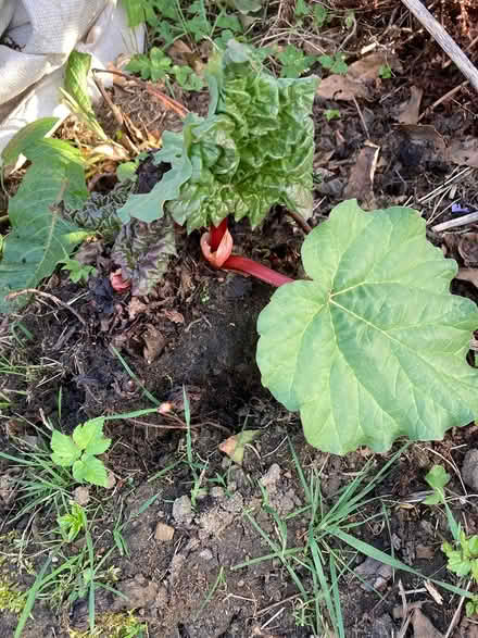 Photo of free Clump of rhubarb (Edinburgh EH5) #2