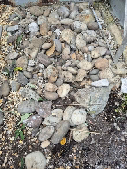 Photo of free Assorted pebbles/stones (Heybridge CM9) #2