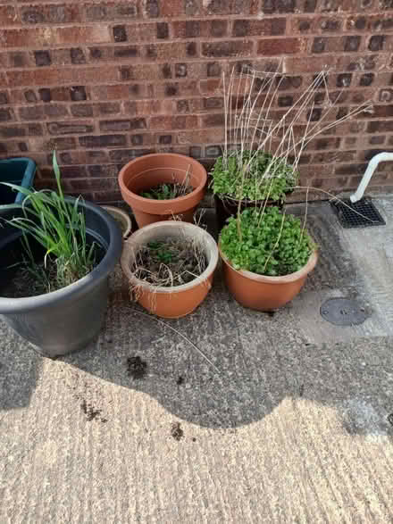 Photo of free Plant pots (Tuffley GL4) #3