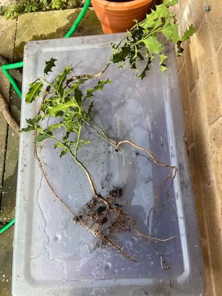 Photo of free 3 x holly saplings (Derby DE24) #1
