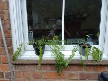 Photo of free House plants (West Malvern WR14) #2