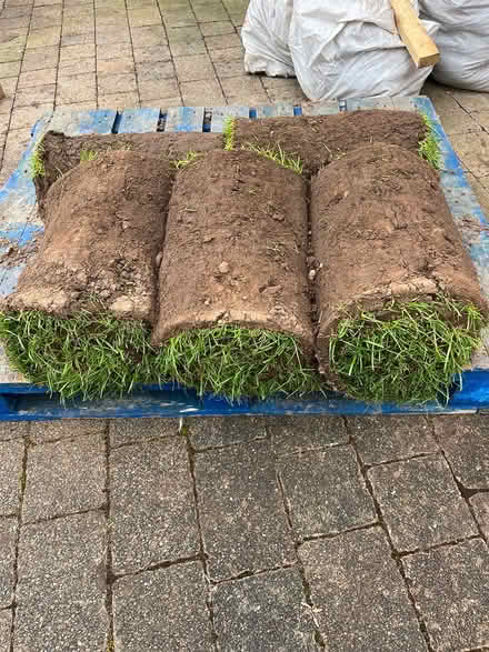 Photo of free Shade tolerant turf (WA4 2EJ) #1