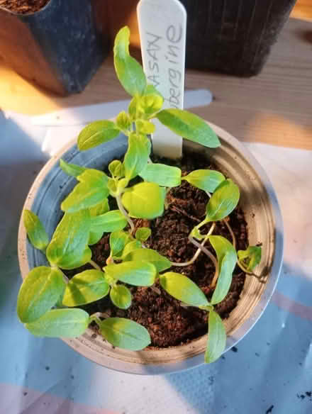 Photo of free Aubergine seedlings (Cefnsuran Farm LD7) #2