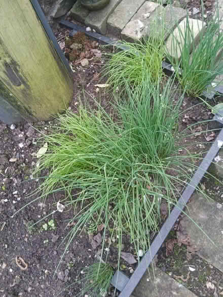 Photo of free Chives and runner bean seeds (Evercreech BA4) #1