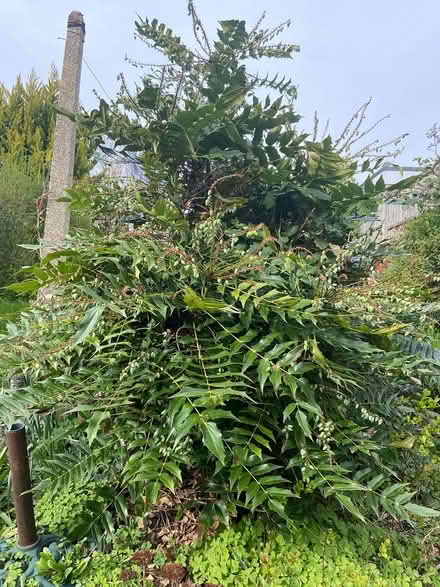 Photo of free Garden plant (Reading RG30) #1