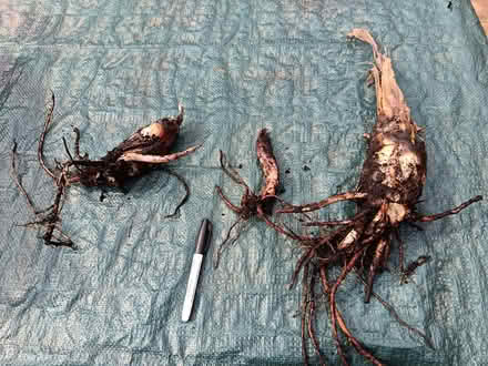 Photo of free Banana plant shoots (Yate BS37) #1