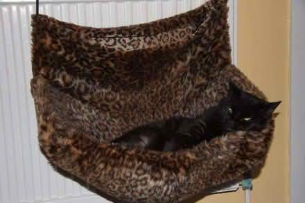 Photo of free Radiator cat bed (Belmont SL6) #1