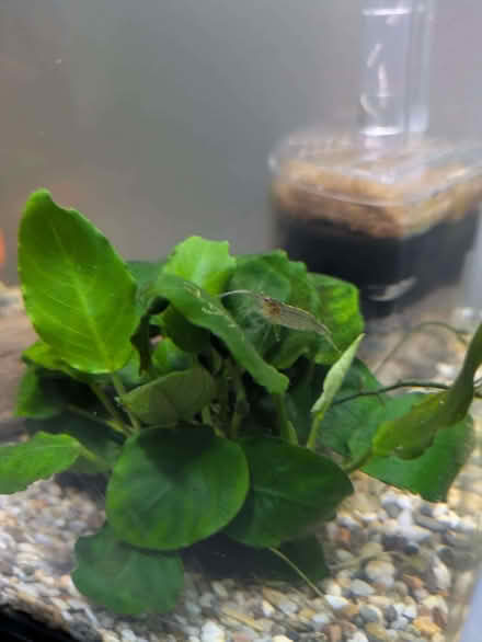 Photo of free Fish tank, complete with fish etc (Hassocks BN6) #2