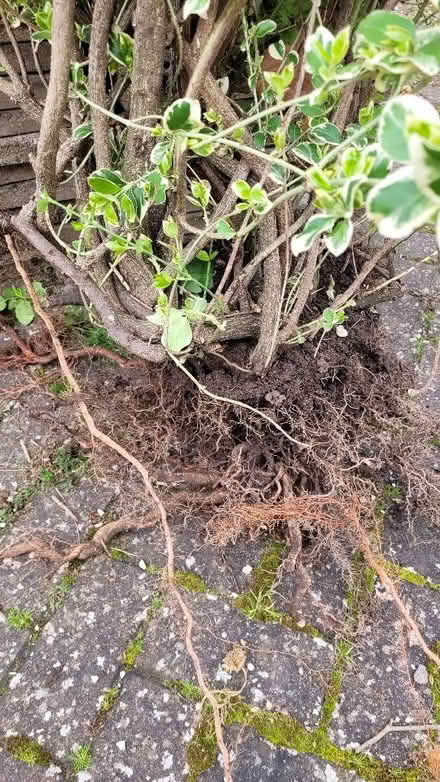 Photo of free bush (Turves Green B31) #3