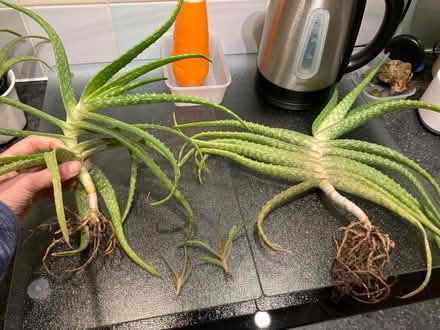 Photo of free Aloe Vera plants for repotting (Bilton CV22) #1