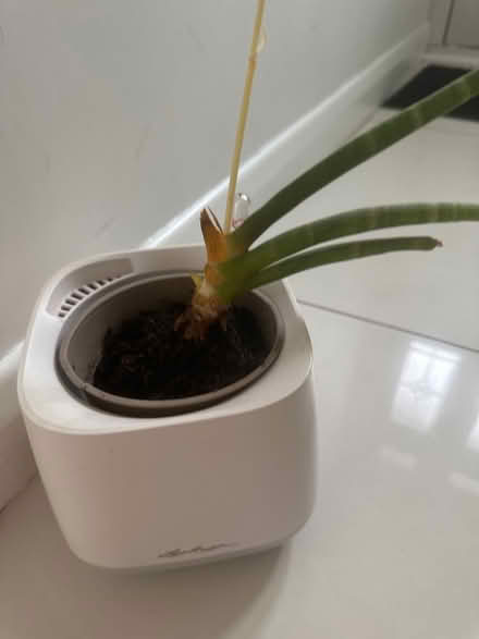 Photo of free IndoorSanseveria plant in pot (CO4 9 Colchester) #1