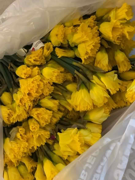 Photo of free Flowers (Home CV34) #3