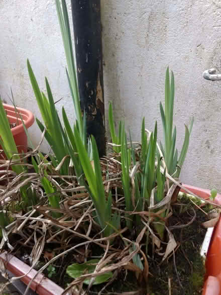 Photo of free Yellow Flag Iris (GU14) #1