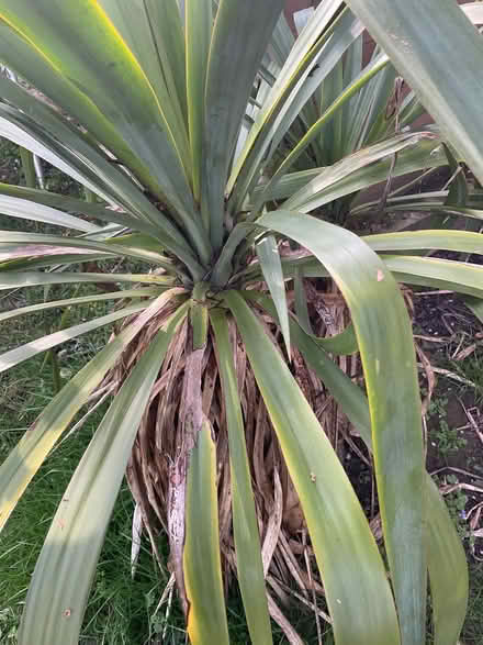 Photo of free Yukka plant (Strood ME2) #2