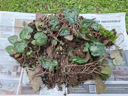 Photo of free cyclamem plant (Hatfield AL10) #1