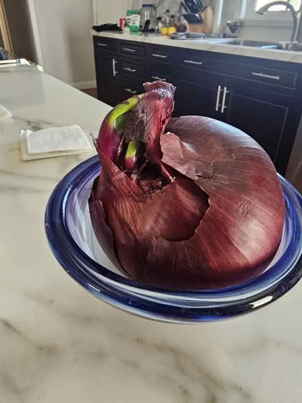 Photo of free Sprouting Red Onion (Westminster & Springdale) #1