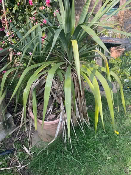 Photo of free Yukka plant (Strood ME2) #1