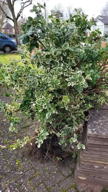 Photo of free bush (Turves Green B31) #2