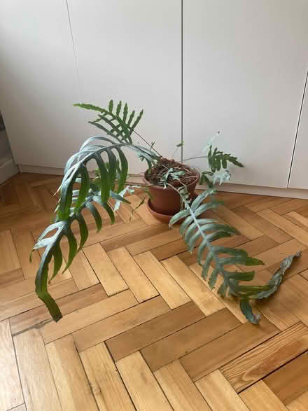 Photo of free Large houseplants (Islington EC1) #1