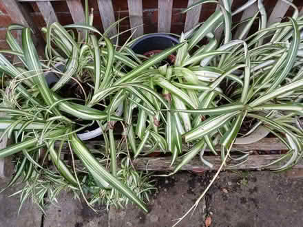 Photo of free Spider plants (University Area RG1) #1