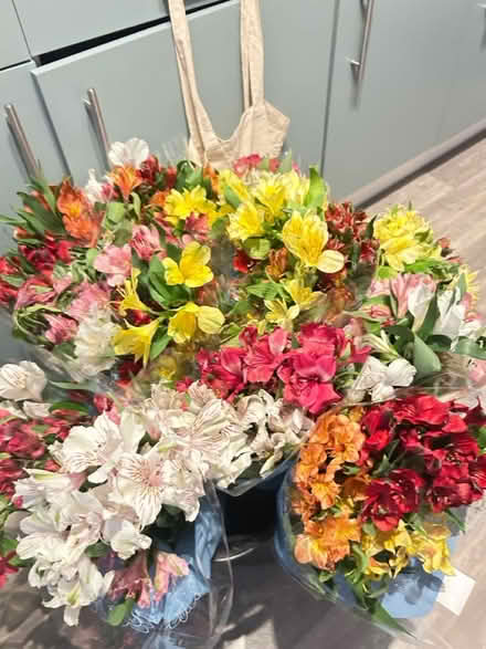 Photo of free Flowers (Home CV34) #1