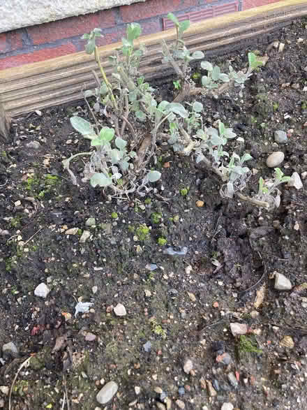 Photo of free Plants from garden (Hallgarth LA9) #1